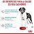 Racao Royal Canin Giant Junior 15kg - Imagem 4