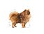 Racao Royal Canin Ad Mini Indoor 2,5 Kg - Imagem 3