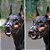 Focinheira New Classic m - Itsdog - Imagem 2