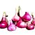 Muda de Cebola Clover (roxa) - Imagem 1