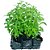 Muda de Cha Stevia - Imagem 1