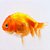 Peixe Cometa Comum P/m - Carassius Auratus - Imagem 1