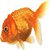 Peixe Cauda de Veu Calico m - Carassius Auratus - Imagem 1