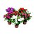 Muda de Flor Sunpatiens, - Imagem 1