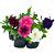 Muda de Flor Petunia - Imagem 1
