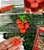 Borracha Escolar Cereja Infantil Desmontável Fruit Party QH-8445 - Imagem 3