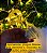 Pisca Pisca LED Amarelo 7 Metros Bivolt Luatek WDL-BC167A - Imagem 4
