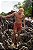 Short linho Gostoso 1.0 - Conhaque - Imagem 15
