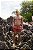 Short linho Gostoso 1.0 - Conhaque - Imagem 16