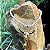 Colar de Couro Country Cranio LongHorn - Diversas Cores Dourado - Imagem 6