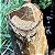Colar de Couro Country Cranio LongHorn - Diversas Cores Dourado - Imagem 8