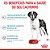 Ração Royal Canin Giant Junior para Cães de Porte Gigante de 8 a 18/24 Meses de Idade 15 kg - Imagem 3