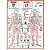 Mapa Anatomia Humana Esquelético I Mostruário 1,20 X 0,90m - Imagem 1