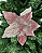 H.BICO PAPAGAIO AVELUDADO C/GLITTER (ROSA CLARO) 35cm - Imagem 1