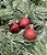 BOLA NATAL EM TUBO MISTA C/12 UND (VERMELHO) 3cm - Imagem 1