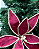 H bico papagaio bordo 26cm - Imagem 2