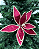 H bico papagaio bordo 26cm - Imagem 1