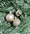 BOLA NATAL C/12 UND CHAMPANHE 4CM - Imagem 1