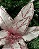 Poinsetia Decorativa 58cm - Imagem 2