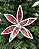 POINSETIA NEVADA XADREZ VRM/BCO/VRD - Imagem 1