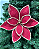 Poinsetia Decorativa - 32cm - Imagem 1