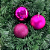 BOLA NATAL MISTO TUBO ROSA 8CM - Imagem 1