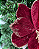 FLOR BICO PAPAGAIO C/GLITTER BORDO 30cm - Imagem 2