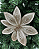 Poinsetia Decorativa Champanhe - Imagem 1