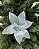 H.BICO PAPAGAIO (AZUL CLARO) 25cm - Imagem 1
