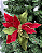 POINSETIA VERMELHO/VERDE 50cm - Imagem 1