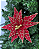 FLOR POINSETIA C/GLITTER BRD/OUR 46cm - Imagem 1