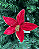 FLOR DEC POINSETTIA VERMELHO 25cm - Imagem 1