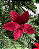 DEC FLOR POINSETTIA BORDO 16cm - Imagem 1