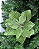 FLOR DEC POINSETIA VERDE 20cm - Imagem 1