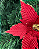 H.BICO PAPAGAIO (VERMELHO) 23cm - Imagem 2