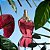 Perfume jean paul gaultier la belle feminino eau de parfum - Imagem 4
