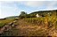 Maison Roche de Bellene Savigny Les Beaune Vieilles Vignes 2021 - Imagem 3