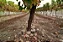 Pegasus Bay Riesling 2012 - Imagem 3