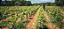 Jessiaume Pinot Noir - Les Perrieres 2022 - AOP Bourgogne - Imagem 3