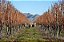Hunter’s Sauvignon Blanc 2025 - Imagem 3