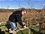 “JASSARTE” IGT TOSCANA ROSSO 2021 - Imagem 3