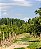 Credo Altamira Chardonnay 2022 - Imagem 2
