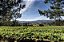 Quinta de Couselo Albariño Turonia DO Rías Baixas 2018 - Imagem 3