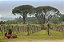 Quinta de Couselo Albariño Turonia DO Rías Baixas 2022 - Imagem 2