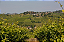 “NOREMA” EXTRA BRUT ROSÉ OPMC PINOT NERO DOCG 2020 - Imagem 3