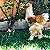 20 - OVOS - MIX  SURPRESA - GALINHAS ORNAMENTAIS - Imagem 6