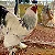20 - OVOS - MIX  SURPRESA - GALINHAS ORNAMENTAIS - Imagem 10