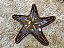 ESTRELA DO MAR DECORATICA - Imagem 1