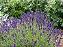 Vela Lavanda Vegana Aromática - Imagem 3