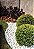 Casca de Pinus 2L P Semi-Polida - Imagem 2